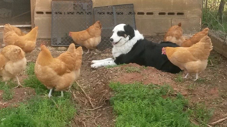 Chicken Security